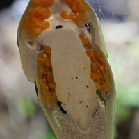 agalychnis_callidryas3md (Agalychnis callidryas)