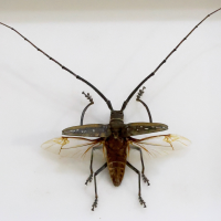 Batocera wallacei (Longicorne de Wallace)