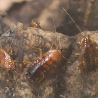 Periplaneta orientalis (Blatte du Turkestan)