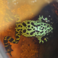 Bombina orientalis (Crapaud sonneur oriental, Sonneur oriental)