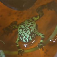 bombina_orientalis2bd