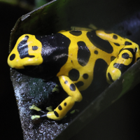 dendrobates_leucomelas3md (Dendrobates leucomelas)