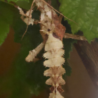 heteropteryx_dilatata_juv1bd