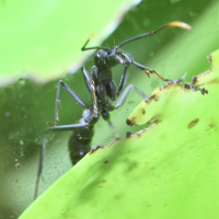 neoponera_apicalis2bd