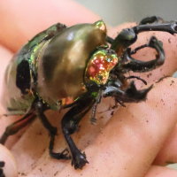 phalacrognathus_muelleri3bd