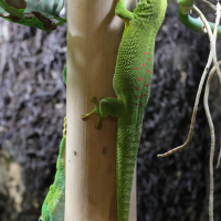 phelsuma_grandis4md (Phelsuma grandis)