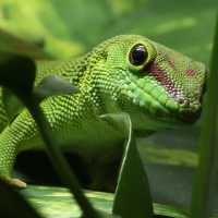phelsuma_grandis5bd (Phelsuma grandis)