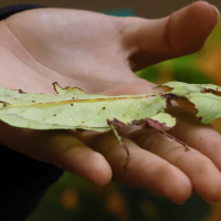 pulchrophyllium_giganteum3bd