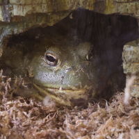 Pyxicephalus adspersus (Grenouille taureau d'Afrique australe, Crapaud buffle africain)