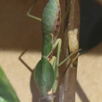 Rhombodera valida (Mante religieuse)