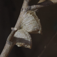stagmatoptera_femoralis-ootheq1bd