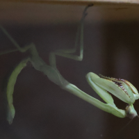Stagmatoptera femorale (Mante)