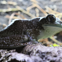 trachycephalus_resinifictrix7bd