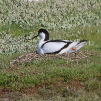 avocette_elegante_-_recurvirostra_avosetta12md (Recurvirostra avosetta)