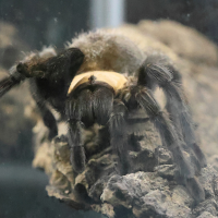 Brachypelma albiceps (Mygale)