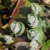 hypericum_elodes9bd