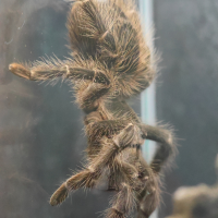 Lasiodora parahybana (Mygale saumonée du Brésil)