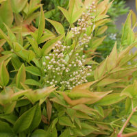 nandina_domestica6md (Nandina domestica)