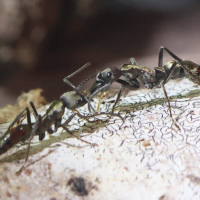 Paraponera clavata (Fourmi balle de fusil)