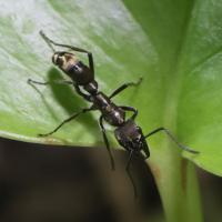 paraponera_clavata2bd