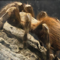 Vitalius chromatus (Mygale)