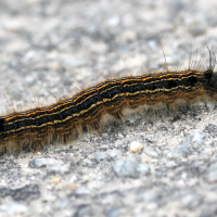 malacosoma_neustria_ch5bd