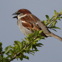 moineau_domestique_-_passer_domesticus10md (Passer domesticus)