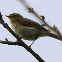 pouillot_fitis_-_phylloscopus_trochilus6bd (Phylloscopus trochilus)