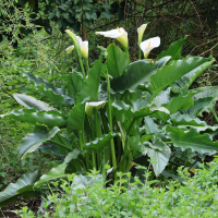 zantedeschia_aethiopica3bd