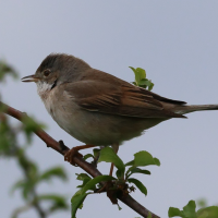 fauvette_grisette_-_curruca_communis2bd