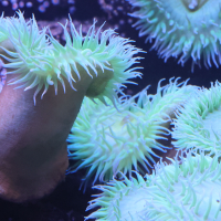 anthopleura_xanthogrammica2md