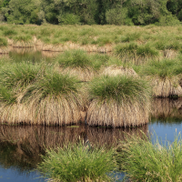 Carex paniculata (Laîche paniculée)