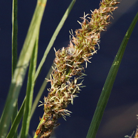 carex_paniculata8md