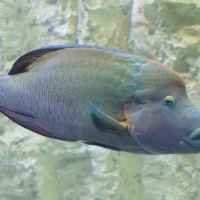 cheilinus_udulatus4md