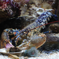 homarus_gammarus6md