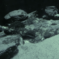 lophius_piscatorius3md (Lophius piscatorius)