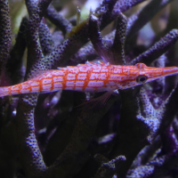 oxycirrhites_typus4md