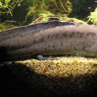 protopterus_annectens3md