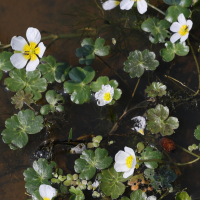 ranunculus_peltatus2md (Ranunculus peltatus)