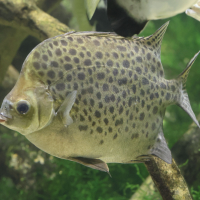 scatophagus_argus2md