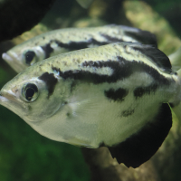 Toxotes jaculatrix (Poisson archer)