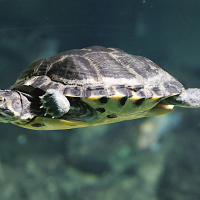 trachemys_scripta5md