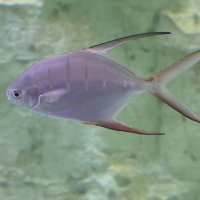 trachinotus_goodei2md (Trachinotus goodei)