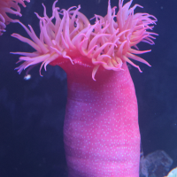 urticina_felina5md (Urticina felina)