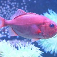 Gephyroberyx japonicus (Poisson lanterne japonais)