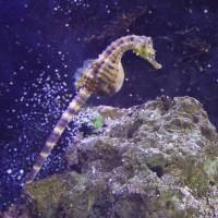 Hippocampus abdominalis (Hippocampe à gros ventre)