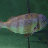 Pagrus auriga (Pagre rayé)