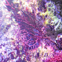 Paramuricea clavata (Gorgone pourpre)