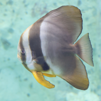 Platax teira (Poisson chauve-souris à longues nageoires)