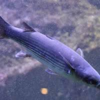 chelon_labrosus2bd (Chelon labrosus)